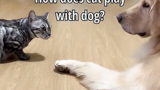 How does cat play with dog
