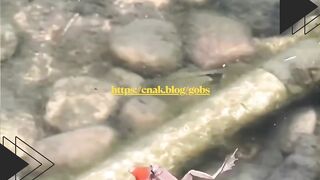 Persahabatan Aneh! Katak Naik di Atas Ikan