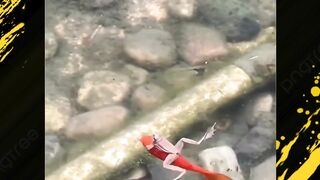 percakapan ikan dan katak