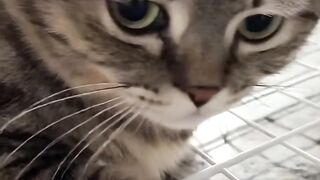sad cat