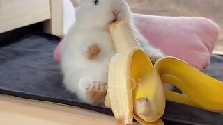 ASMR Rabbit