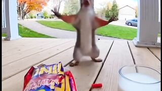 Squirrel Screams After Spicy Chip!