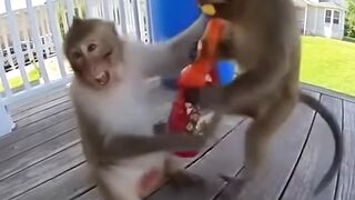 Monkey Drinks Hot Sauce and Jumps Into Water Barrel!