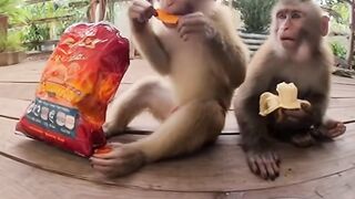 Monkey Vs Hot Chip