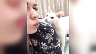 Funny cats