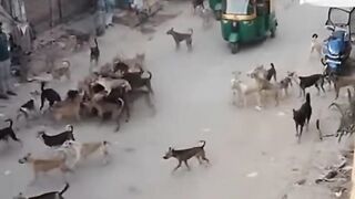Dogs attack