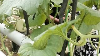 Menanam melon hidroponik