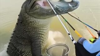 This crocodile is very big