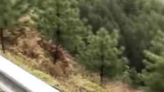 The monkey can fly