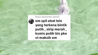 Apapun PENYAKIT ikan lele OBATI dengan ini