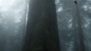 The Tree That Remembers Every Soul