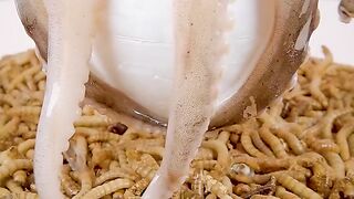 Mealworms