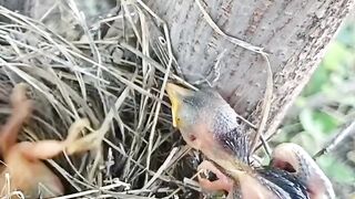 Cuckoo parasitic birds