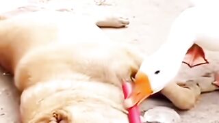 The Goose Strikes Back! Funny video