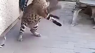 not just a cat
