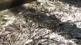 Pantesan banyak penggemarnya ternyata IKAN LELE banyak manfaatnya