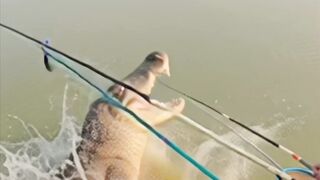 the crocodile is very big