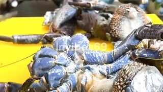 Today I ate coconut crab which was expensive and tasty