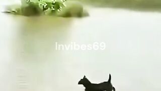 Funny animals