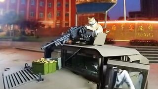 The silly behavior of a shooting cat makes you laugh out loud
