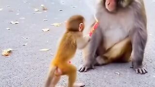 Monkey playing with firecrackers