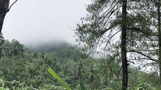 Peaceful Forest Sounds   Relaxing Nature Short