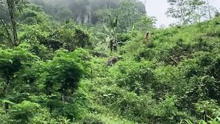 Into the Wild   Exploring the Hidden Beauty of the Forest