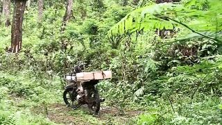 Morning Light in the Forest