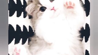 cute, adorable kitten