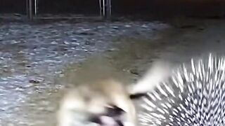Dog Vs Hedgehog