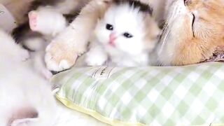 Cat lovers