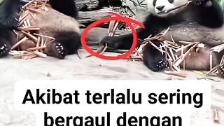 Panda iseng