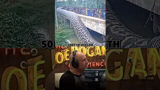 ENORMOUS ANACONDA FOUND Scientists Stumble Upon a True River Monster