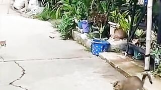 Kucing vs Ular