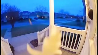 Group of Cats Knocks on a Door to Prank the Homeowner!