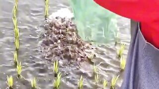 migration