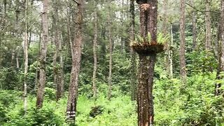 Whispers of the Forest  A Journey into Natures Heart