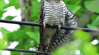 Cuckoo parasitic bird
