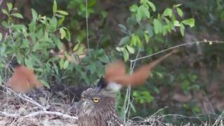 burung hantu ikan cokelat santay