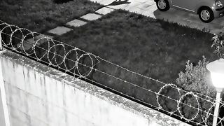 Cat Vs Tiger