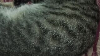 Sleeper Cat