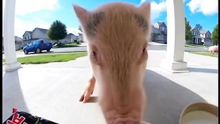 Funny Pigs Reaction to Super Spicy Noodles!