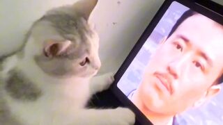 funny cat