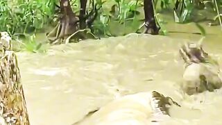 Crocodile
