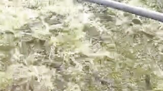 Ikan lele LAMBAT tumbuh (KUNTET) saja masih bisa besar dengan MAXOIL