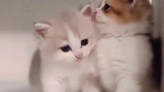 cute, adorable kittenlasercats5snllasercats5bobrosscats