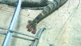 Diving part 3