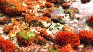 Australian red crab