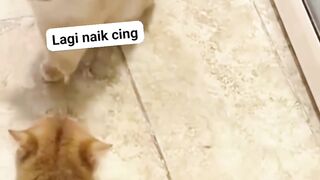 Goyang kucing