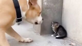 Dog Teases a Kitten. But the Mother Caught It!  This dog acts bravely by teasing a kitten